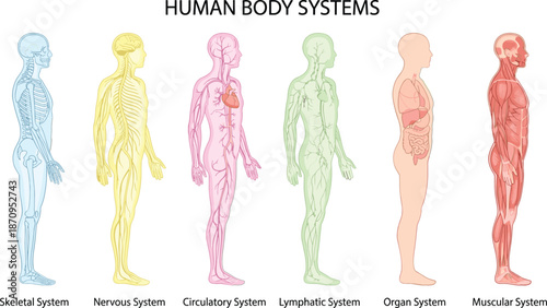 Human body systems educational diagram, skeletal nervous circulatory lymphatic organ and muscular systems comparison, colorful medical anatomy vector illustration