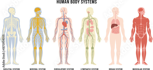Human body systems vector chart, anatomy comparison design, educational medical illustration, health science diagram, flat vector illustration