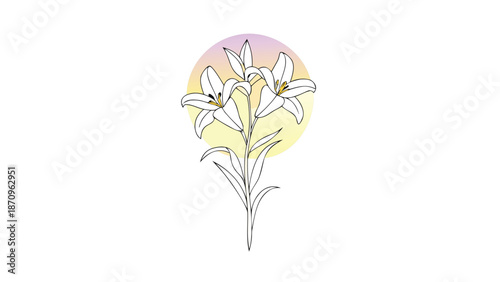 Elegant white lilies in soft sunset gradient circle
