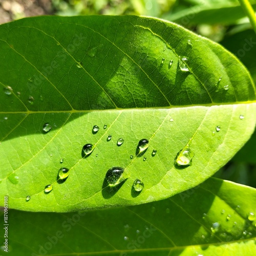 green leaf with water drops