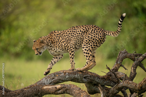 Female cheetah walks along log looking down