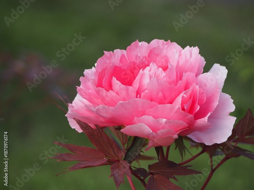 牡丹　八千代椿