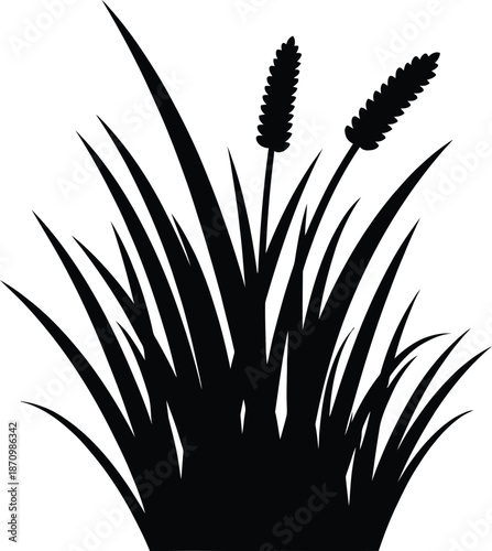 Green wheatgrass shoots with seed heads isolated on a transparent background