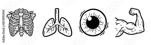 Illustrated human anatomy: ribcage, lungs, eye, muscular arm