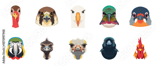 Colorful bird faces illustration featuring diverse bird species