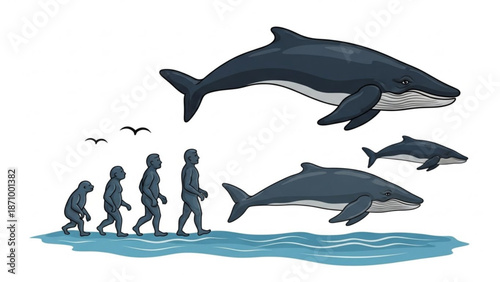 Evolution of humans into whales illustration showing transformation from primate to marine mammal with human evolution and graphic design and wildlife illustration