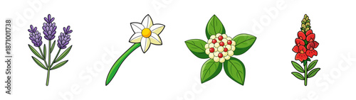 Illustration of lavender, daffodil, leucospermum, and snapdragon flowers, botanical drawing