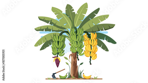 Lush banana tree laden with both green and yellow ripening bananas, accompanied by farming tools at its base, symbolizing agricultural processes, harvest, and tropical fruit production.