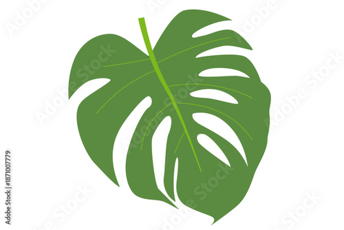 A large green leafy Monstera deliciosa plant illustration on a white background from a direct viewpoint