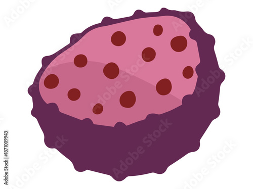 Lysosome Cell Anatomy