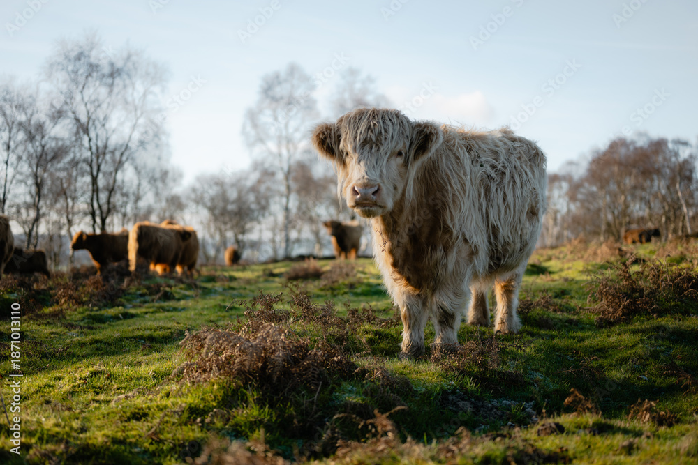Obraz premium Highland cow standing in sunlit rural meadow landscape