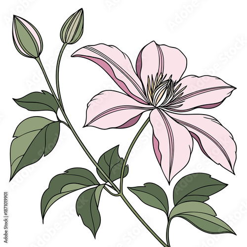 flower of clematis isolated on white background