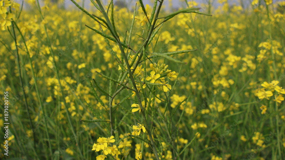 Obraz premium Mustard Flowers Field: Yellow Blossoms and Green Stalks in Agricultural Landscape