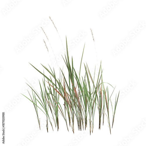 Imperata cylindrica grass plants 3d illustration on transparent background