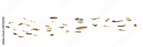 Multiple dead leaves 3d illustration on transparent background