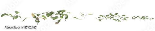 Multiple Viola inconspicua bush plants 3d illustration on transparent background