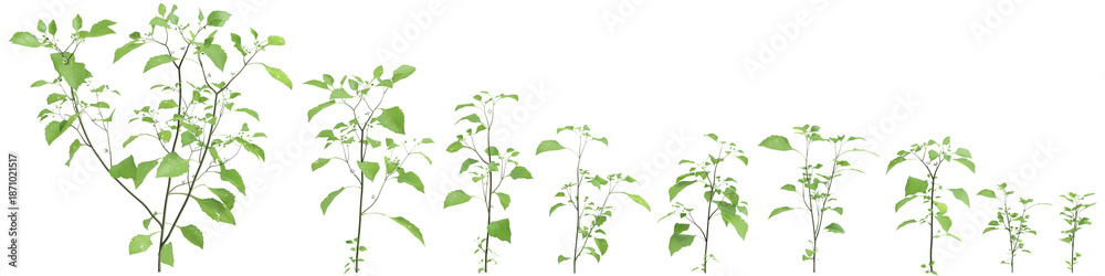 Naklejka premium Multiple Solanum nigrum grass plants 3d illustration on transparent background