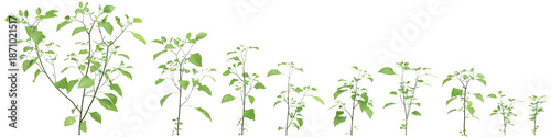 Multiple Solanum nigrum grass plants 3d illustration on transparent background