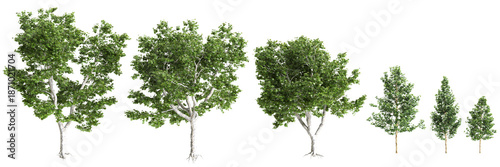 Multiple Platanus acerifolia Willd trees 3d illustration on transparent background