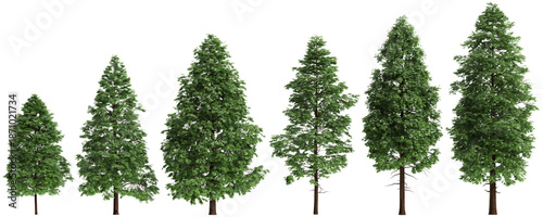 Multiple Metasequoia glyptostroboides trees 3d illustration on transparent background