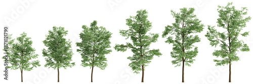 Multiple Robinia pseudoacacia trees 3d illustration on transparent background