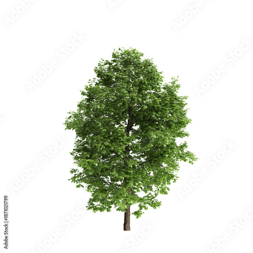 Tilia × europaea tree 3d illustration on transparent background
