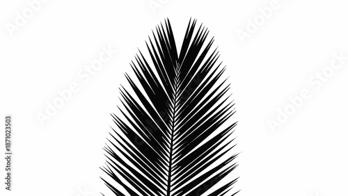 Close up of a black palm leaf frond against a white background.