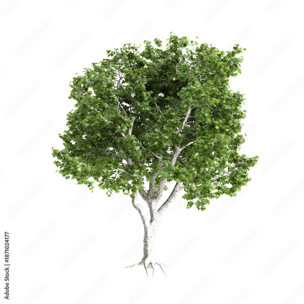 Fototapeta premium Platanus acerifolia Willd trees 3d illustration on transparent background