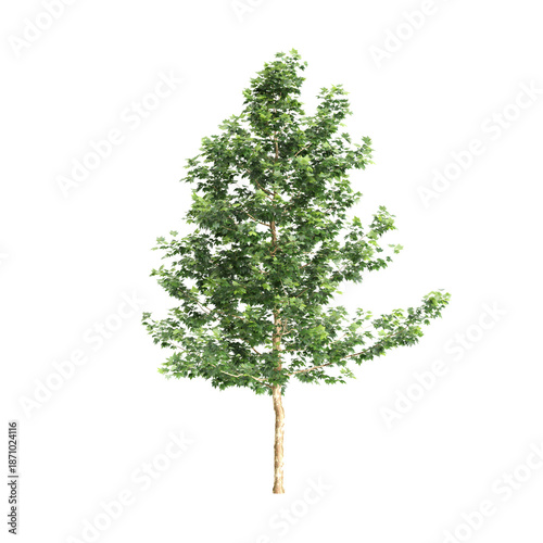 Platanus acerifolia Willd trees 3d illustration on transparent background