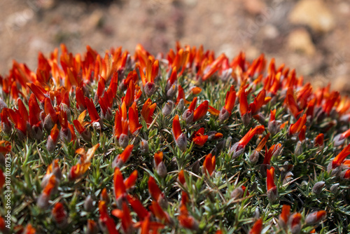 Macro little red flowers