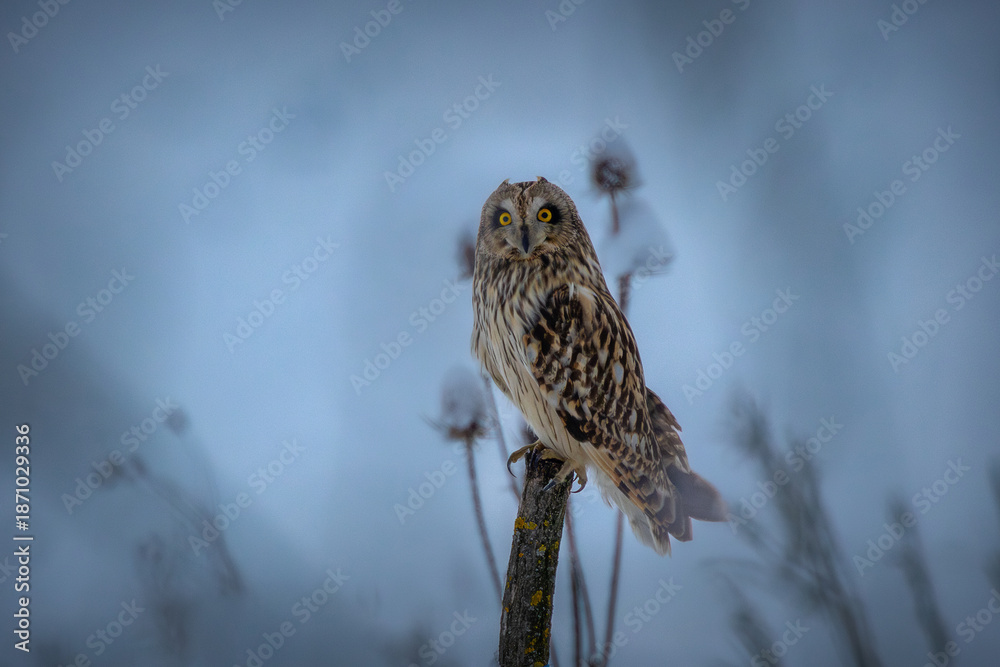 custom made wallpaper toronto digitalshort-eared owl perched on post