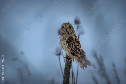 Wallpaper Mural short-eared owl perched on post Torontodigital.ca