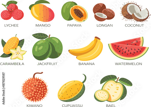 Exotic tropical fruits illustration set, mango papaya banana watermelon lychee coconut jackfruit kiwano guava cupuassu, isolated botanical food collection, vector