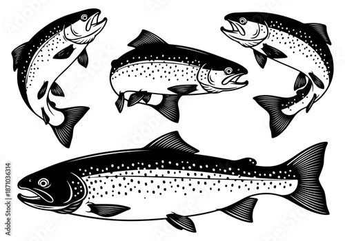 Collection of Black and White Illustrations of Various Types of Salmon and Trout Fish with Detailed Textures and Scales, Perfect for Design Projects