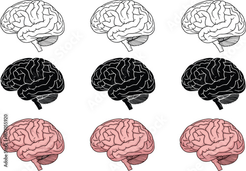 Human brain illustration set, anatomy and neuroscience concept, medical organ drawings in outline, black silhouette and color styles