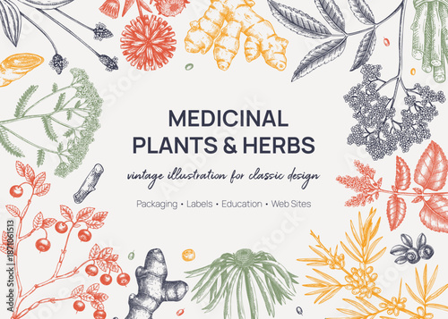 Medicinal plant background. Vector herbs, roots, berries hand drawn botanical illustrations. Vintage apothecary frame design. NOT AI generated 
