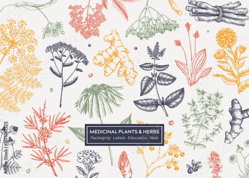 Medicinal plant background. Vector herbs, roots, berries hand drawn botanical illustrations. Vintage apothecary frame design. NOT AI generated 
