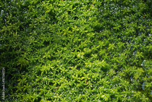 Fotografie Torfmoos, Sphagnum, Moor, green, Moos, Moose, Torfmoose, Torf, close up, Wassers