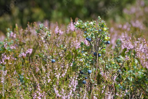 Photos Rauschbeere (Vaccinium uliginosum), Gewöhnliche Rauschbeere, Trunkelbeere, Moorb