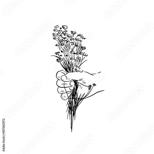 Hand holding a bunch of hand picked daisies. Hand picked wild flowers.