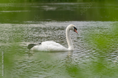 Cygne nageur