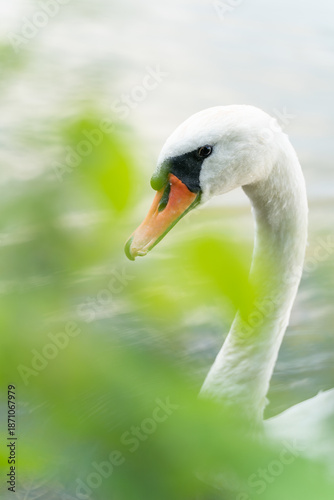 Portrait cygne