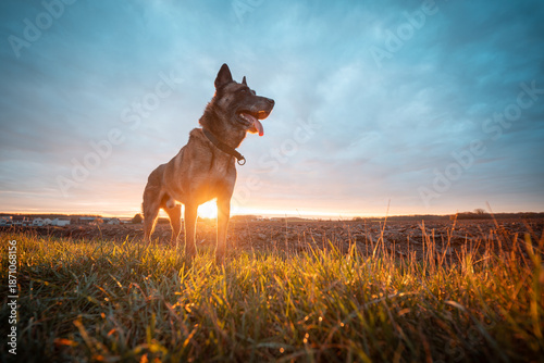 Chien levé de soleil