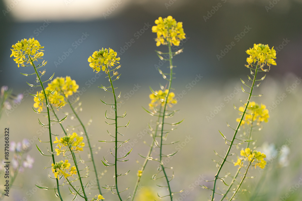 Fototapeta premium Fleur de Colza