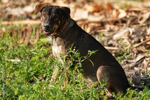 A breed of dog native to Thailand is looking at us.