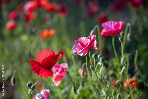 Close up of red and pink poppy flowers in a garden - natural background