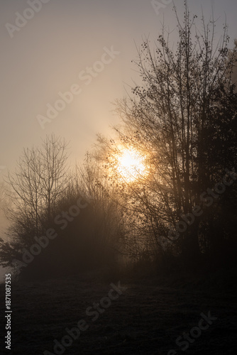 Sunrise on a foggy day over a forest in autumn vertical