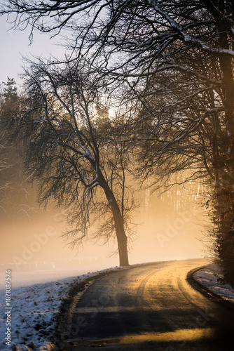 A street on a winter afternoon, between old trees, in the fog, illuminated by the winter evening sun - vertical