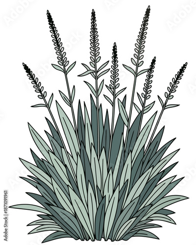 Detailed botanical illustration of a flourishing garden plant, presenting elegant elongated flower spikes and lush green foliage, perfect for organic design themes and natural decor