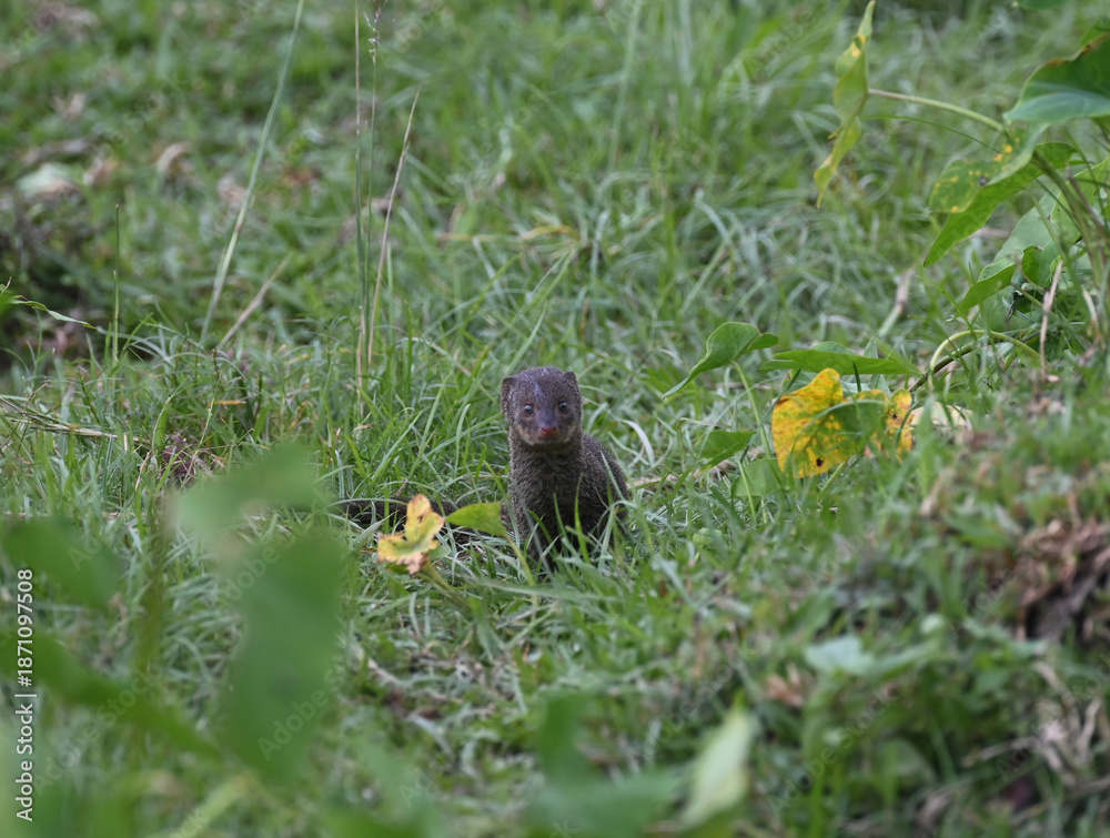 Obraz premium Gray mongoose